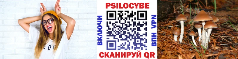 mega как войти  Нестеровская  Галлюциногенные грибы Psilocybe  как найти наркотики 